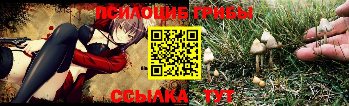 Шахты  Галлюциногенные грибы Psilocybe  Вход с VPN  Галлюциногенные грибы Psilocybine cubensis 
